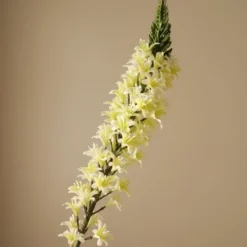 Eremurus Large Foxtail Lily