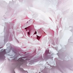 Miss Dior Body Oil