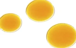 ROSEHIP BIOREGENERATE OIL 10ML