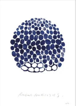 Rubus