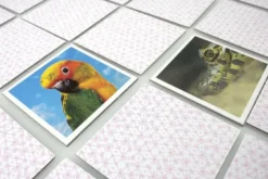 Tactic Memo Animal Babies